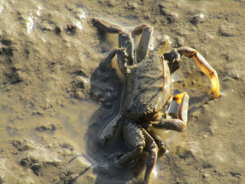 多摩川の干潟で食事をとる蟹です。