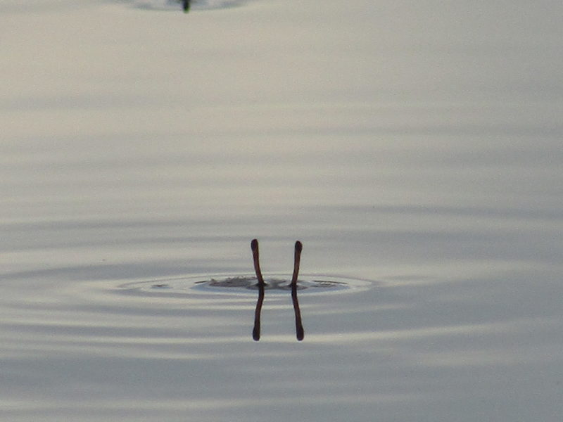 多摩川の干潟の蟹です。