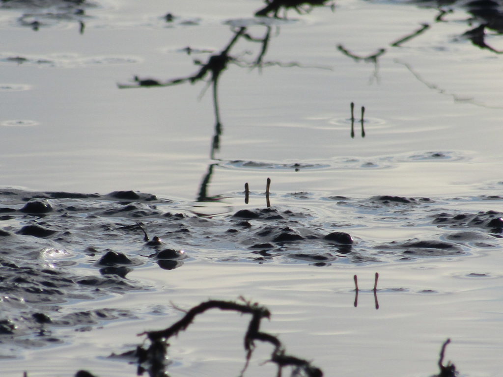 多摩川の干潟で様子をうかがう蟹です。