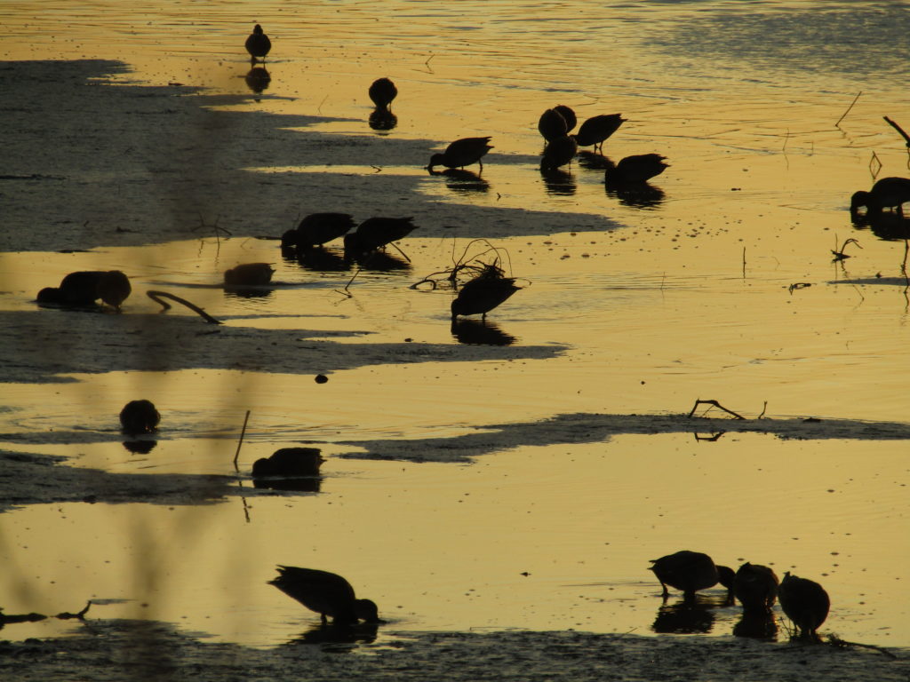 多摩川の干潟で餌を食べている鴨の群れです。