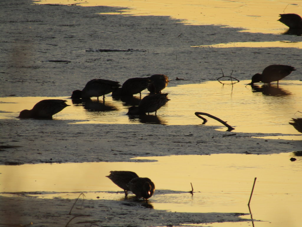 多摩川の干潟で餌を食べる鴨の群れです。