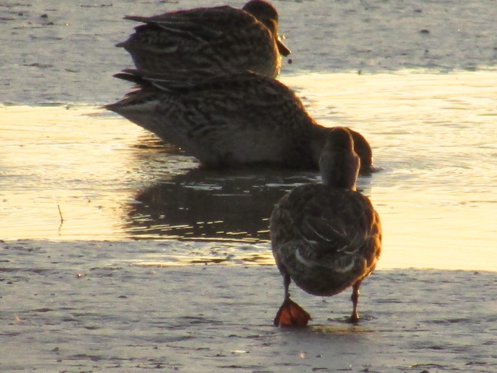 多摩がwの干潟で餌を食べる鴨の群れです。
