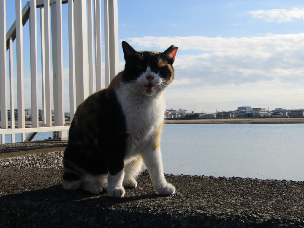 多摩川河口近くの堤防にいた猫さんです。