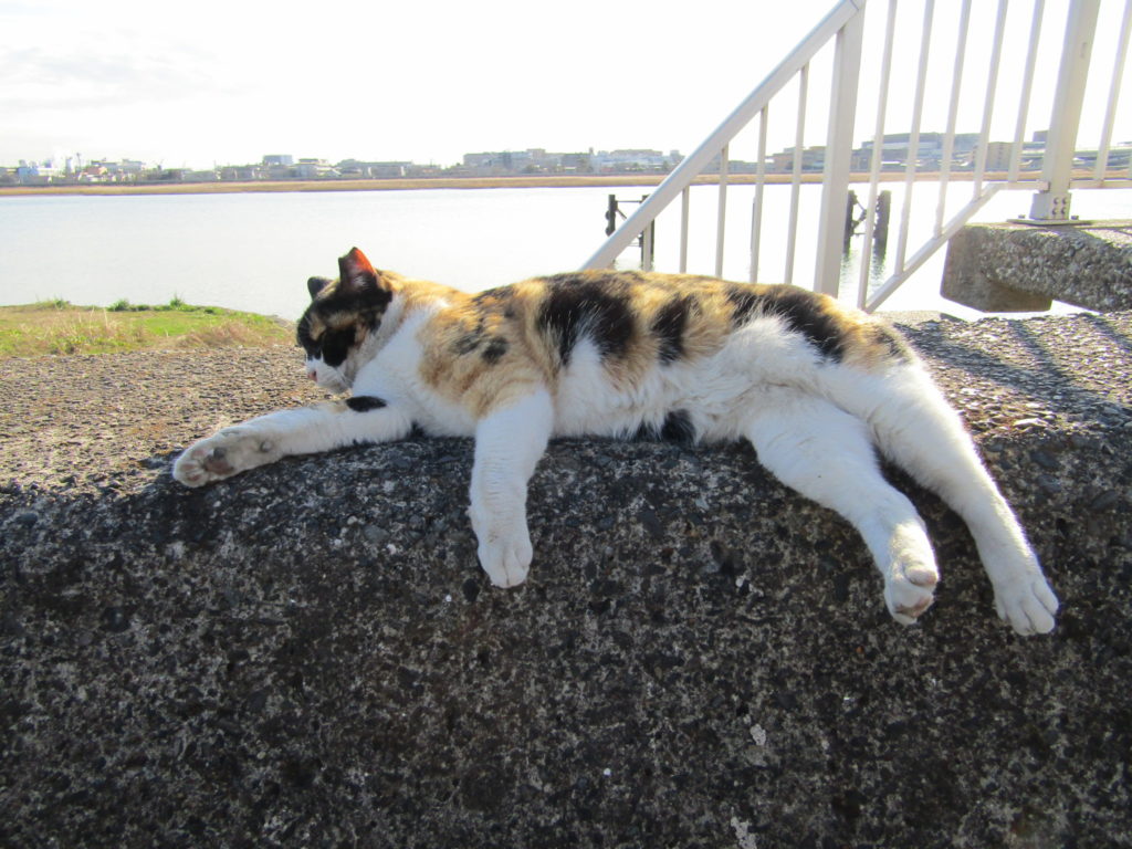 多摩川河口近くの堤防にいた三毛猫です。
