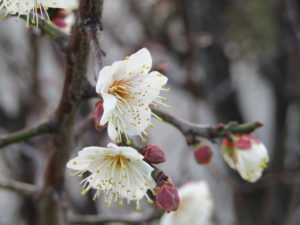 多摩川沿いに咲いていた梅の花です。