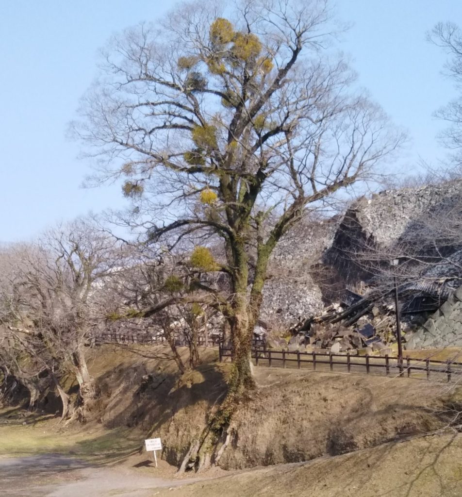 熊本城内で見つけた寄生植物のやどり木です。