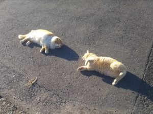 羽田にいる猫、二匹です。