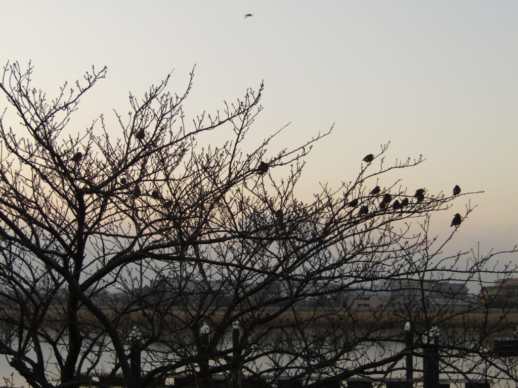 多摩川沿いの木にとまっている雀の群れです。