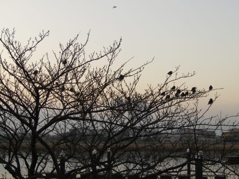多摩川沿いの木にとまる雀の群れです。