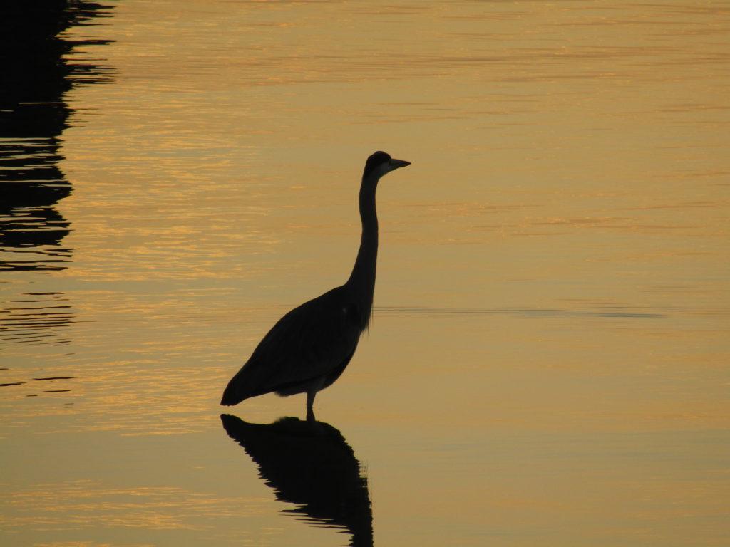 多摩川の朝焼けのなかの鳥の姿です。