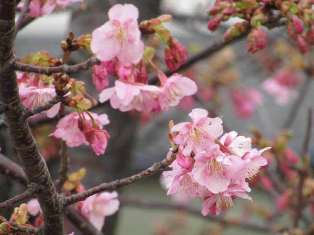 多摩川沿いの河津桜です。