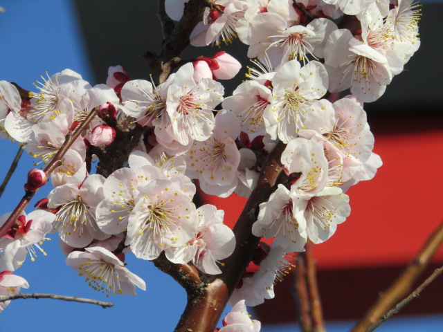 羽田の弁天橋の大鳥居の梅の花です。