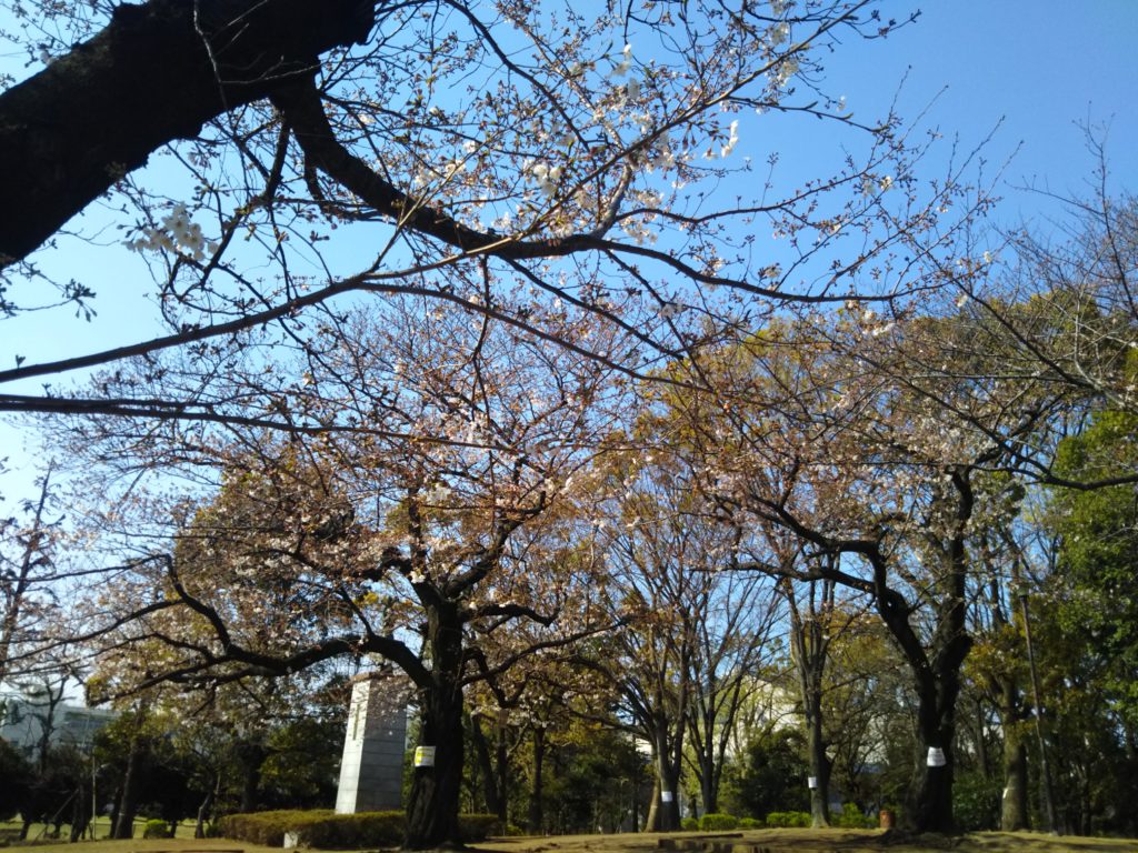 大田区の萩中公園の桜の広場です。