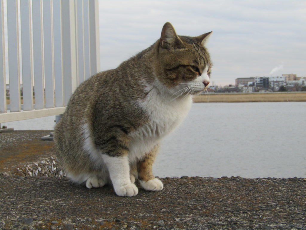 多摩川沿いで見かけた猫です。