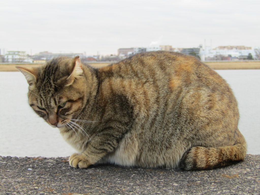 多摩川河口付近にいた猫です。