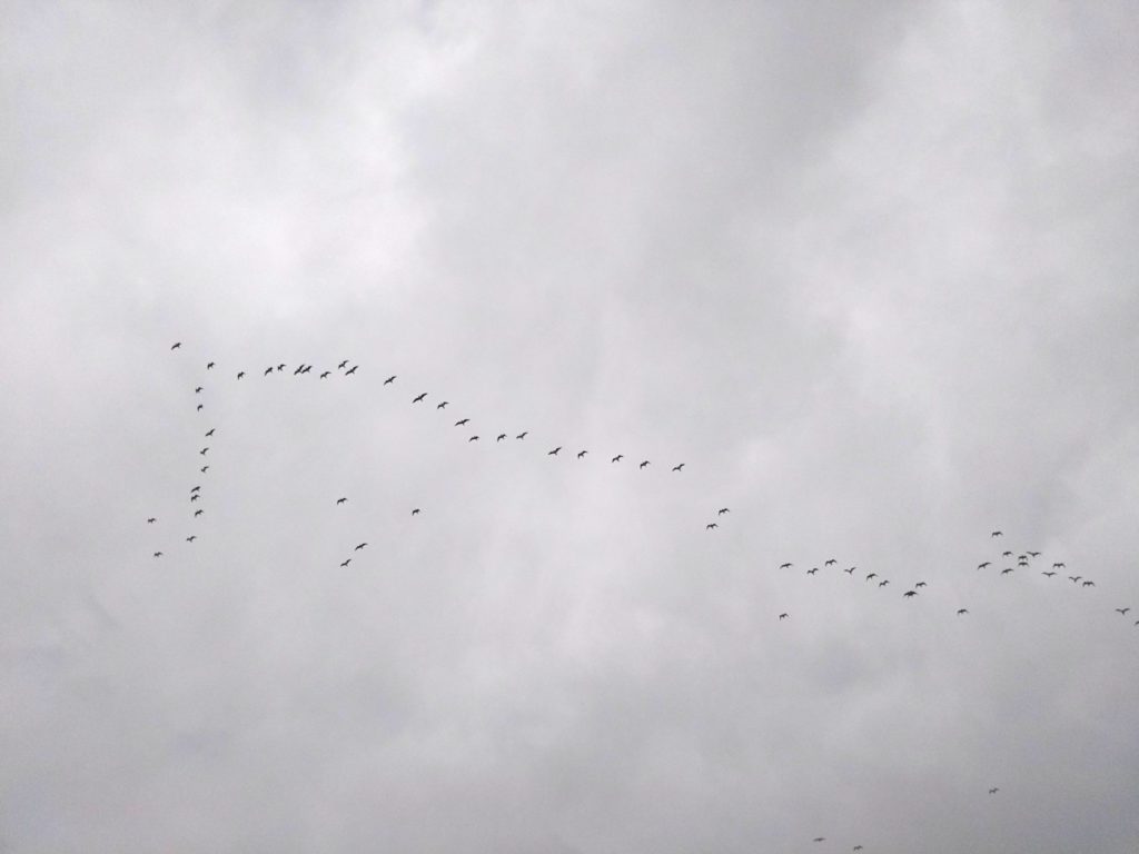 多摩川上空を飛ぶ鳥の群れです。