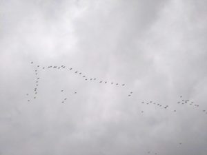多摩川の上空を飛ぶ鳥の群れです。