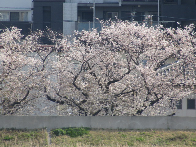 多摩川の対岸の川崎市側の桜並木です。
