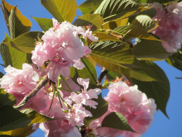 西糀谷３丁目の三徳稲荷神社の八重桜です。