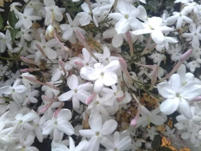 ジャスミンの花です。