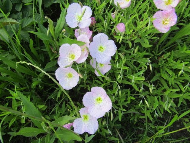 多摩川河川敷の花です。