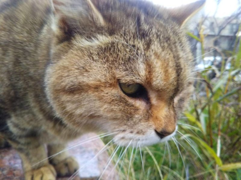 多摩川河川敷の猫です。