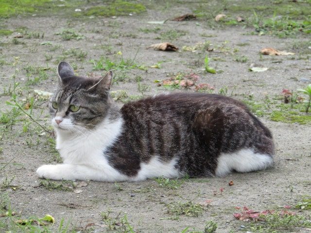 北野神社の猫です。