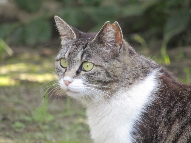 北野神社の境内にいた猫です。
