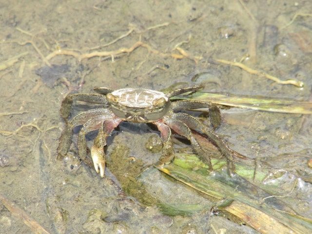 多摩川河川敷の蟹です。