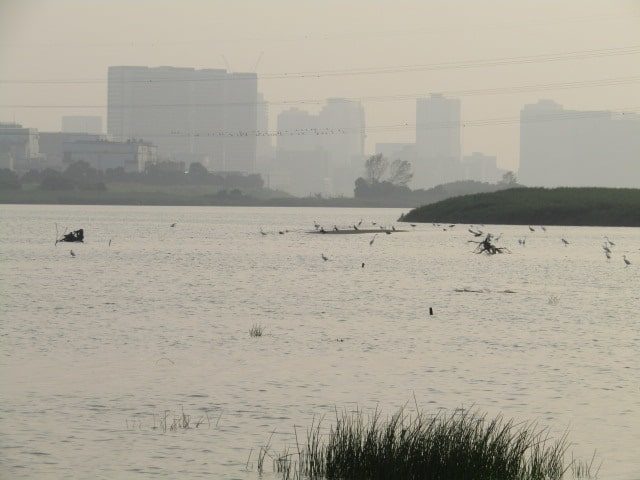多摩川の干潟に集まる鳥たちです。