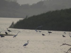 多摩川河口付近に集まる鳥たちです。