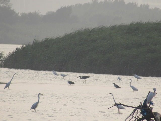 多摩川の河口付近に集まる鳥たちです。