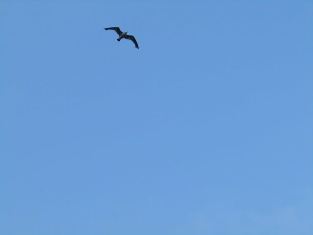 多摩川河川敷上空を飛ぶカモメです。