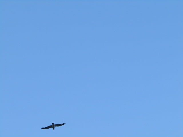 多摩川上空を飛ぶカモメです。