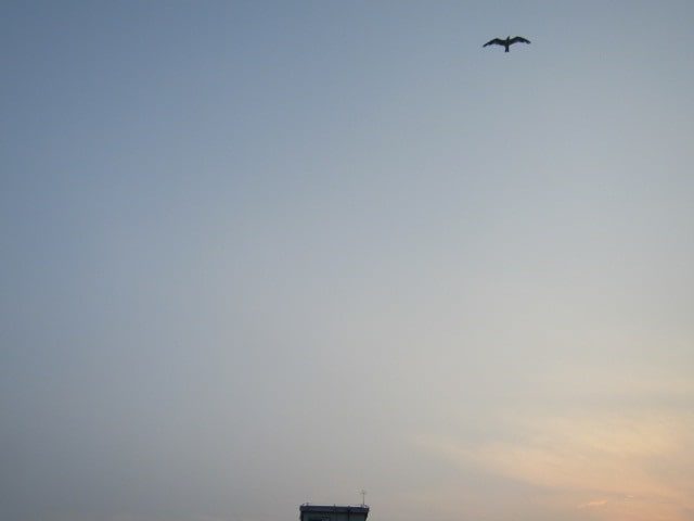 多摩川の水門の上を飛ぶカモメです。