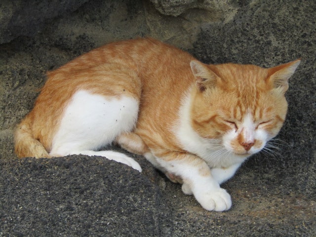 岩場で眠る猫です。