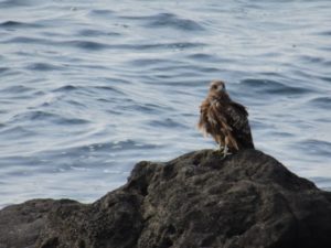 岩場で休むトンビです。