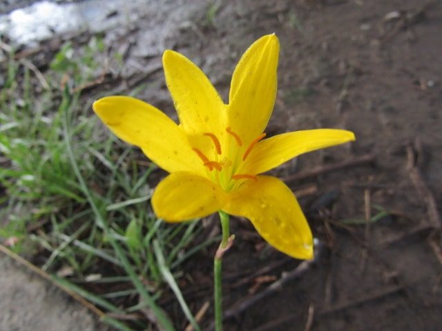 多摩川河川敷に咲いていた花です。