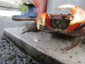 多摩川の土手の上にいたアカテガニです。