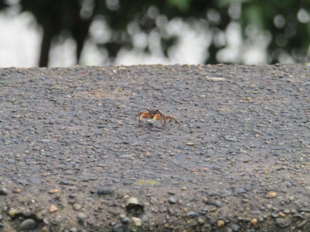 多摩川の土手のコンクリートの上にいた蟹の赤ちゃんです。
