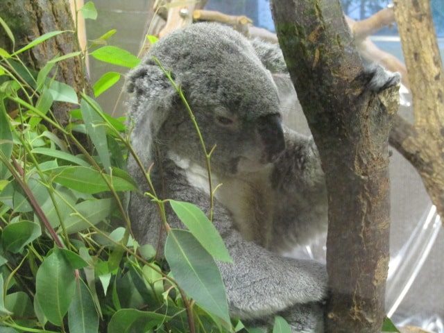 金沢動物園のコアラです。