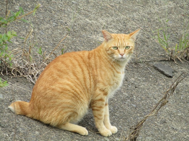 多摩川の土手にいた猫です。