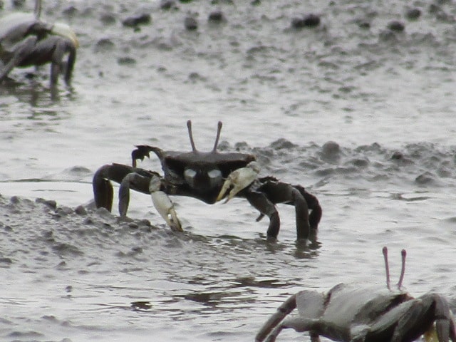 多摩川の干潟のヤマトオサガニです。