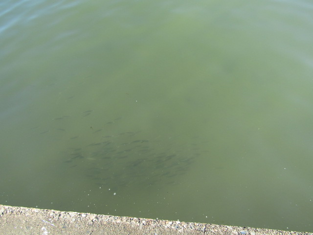 多摩川の河口付近の土手から見える魚の群れです。
