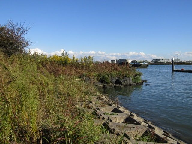 秋の多摩川河口付近です。