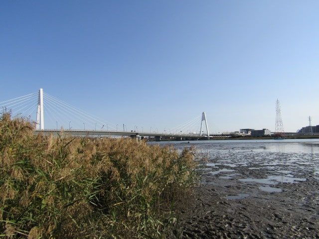 多摩川の干潟です。