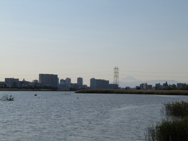 多摩川の河口近くから見える富士山です。