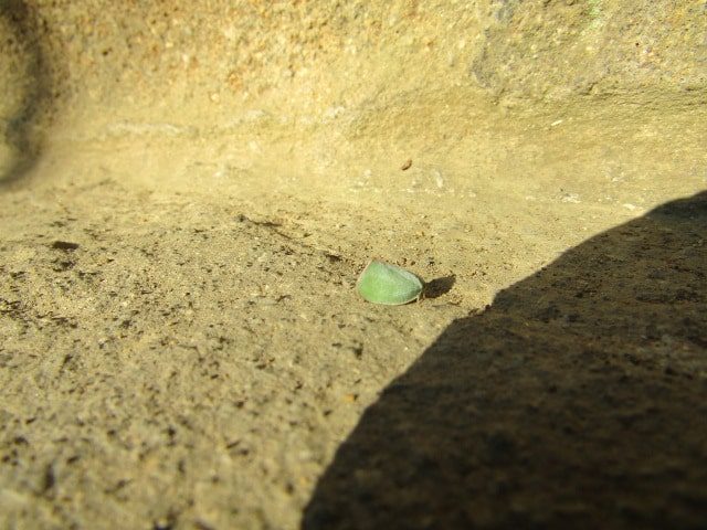 お寺の石段にいた小さな虫です。