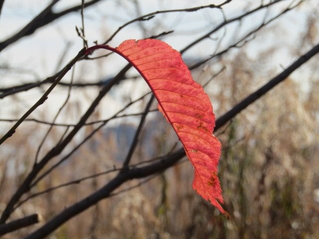 多摩川河川敷の紅葉した葉です。