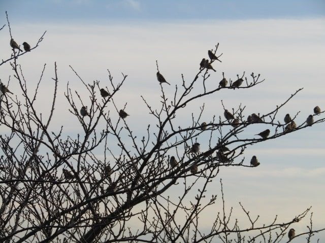 多摩川の河川敷の木にとまる雀です。